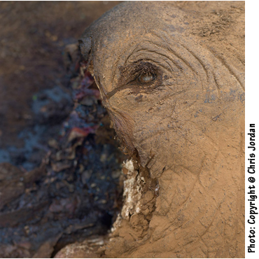 Photo by Chris Jordan. Pacific: Elephant killed or tusk