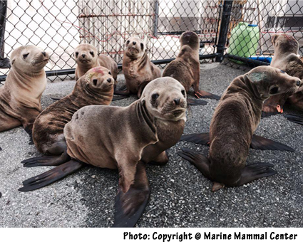 Photo by  Marine Mammal Center. Pacific: Starving Baby Sea Lions