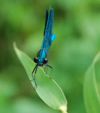 Dragonfly Dances - Judy Grahn