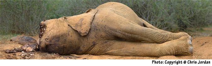 Photo by Chris Jordan. Pacific: Elephant killed or tusk