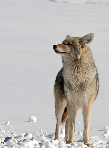 Coyote pausing to sniff the air