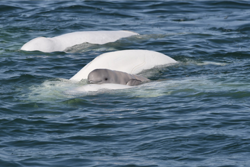 Beluga Whales