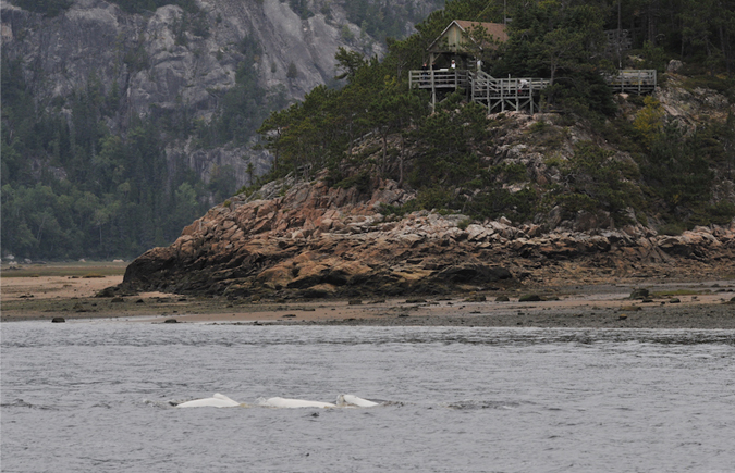 Beluga Whales