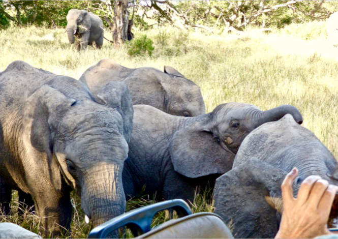 The Mystery: Approaching Elephant People, Deena Metzger