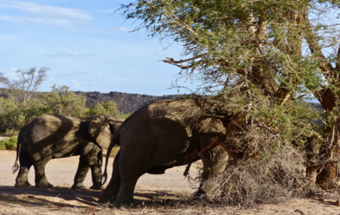 The Mystery: Approaching Elephant People, Deena Metzger