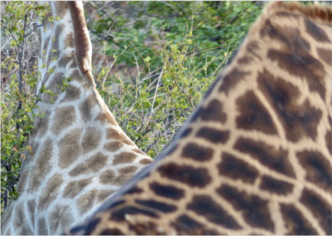 Fractal patterns: Giraffes at Ruaha National Park, Tanzania