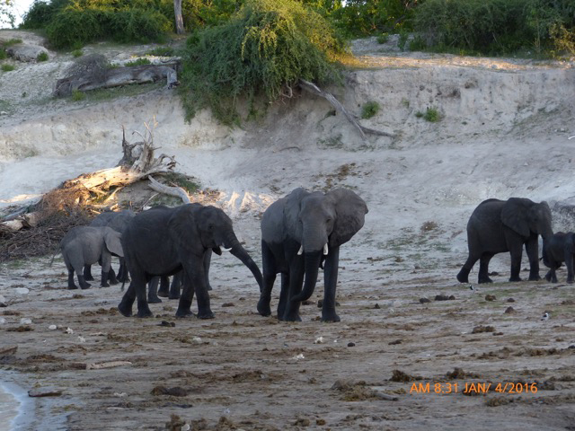 On a boat trip the day we arrived, we were able to sidle up to the shore where many elephants on the shore.
