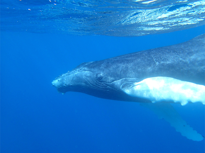 Humpback Whale - Photo by Lori Kutlik